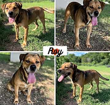 Photo of Roy