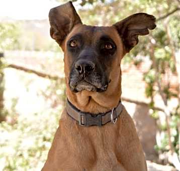 Photo of Nova
