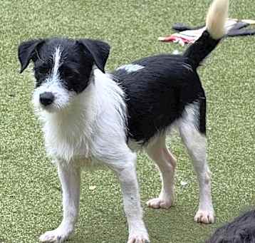 Photo of Scooter