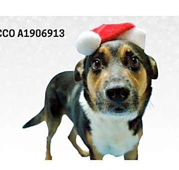 Photo of ROCCO