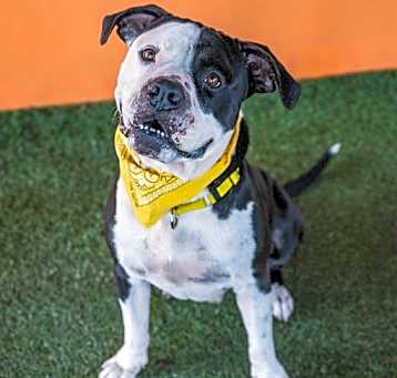 Photo of BUDDY