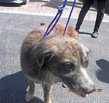Photo of RUSTY