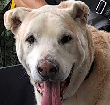 Photo of Bo