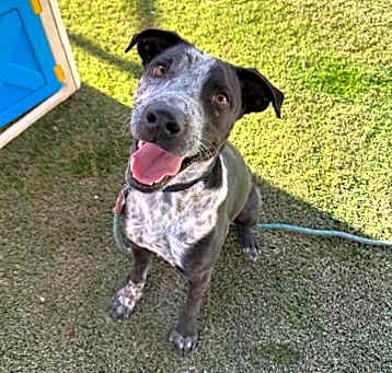 Photo of BLU