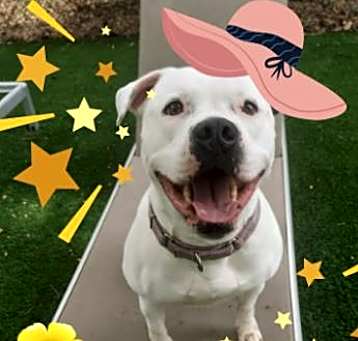 Photo of Star