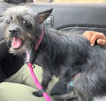 Photo of Gypsy