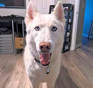 Photo of Juno