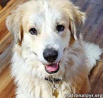 Photo of Davie in GA - Energetic & Goofy Love-Bug!
