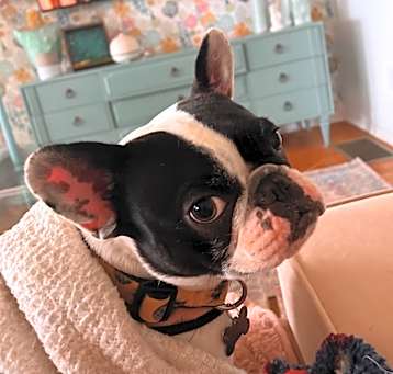 Photo of Penny