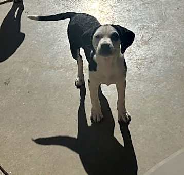 Photo of Opie-7 mo beagle