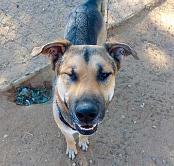 Photo of SCOUT