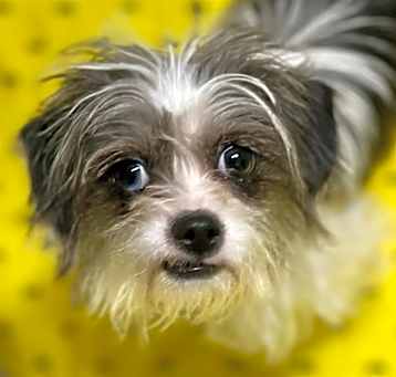 Photo of Lyla