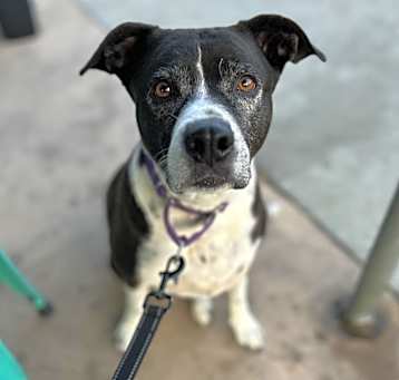 Photo of *ZOEY