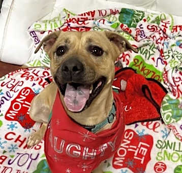 Photo of Layla