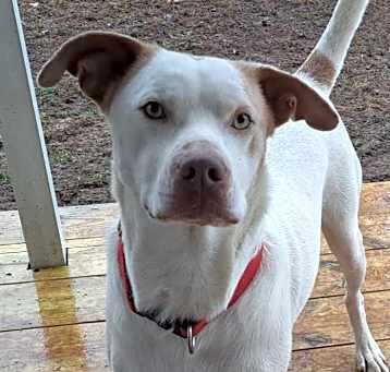 Photo of Boo