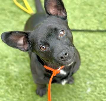 Photo of Hobie