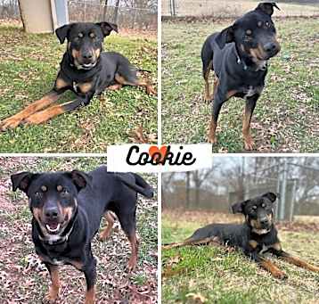 Photo of Cookie