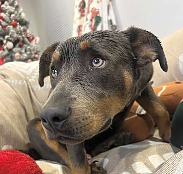 Photo of Ranger