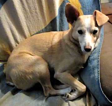 Photo of Fivel