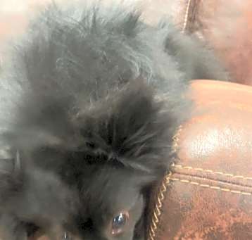 Photo of oso