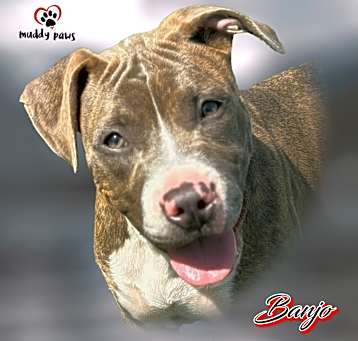 Photo of Banjo