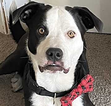 Photo of Reggie