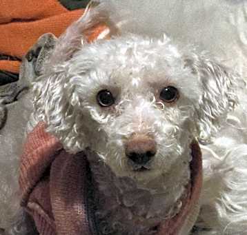 Photo of Princess