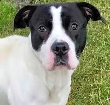 Photo of Harley