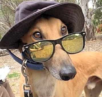 Photo of Run Fast Maximus (Max)