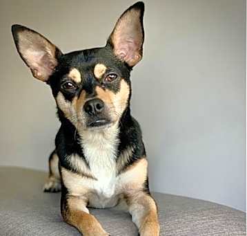 Photo of Rocky (GA)