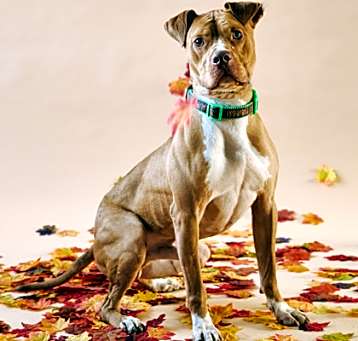 Photo of Jasper