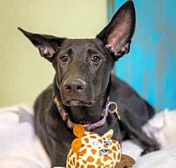 Photo of Cooper