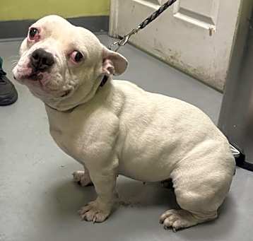 Photo of Luna (A2597103)