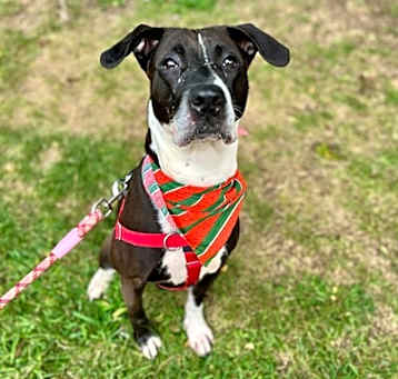 Photo of Ember