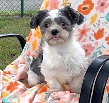 Photo of Willow