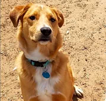Photo of Rowdy Bee