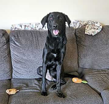 Photo of Piper