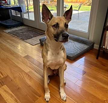 Photo of Ralfie