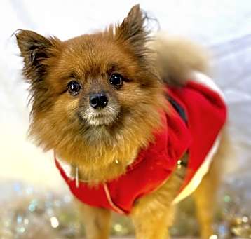 Photo of Dante