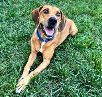 Photo of Marley