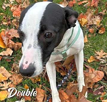 Photo of Double Dip