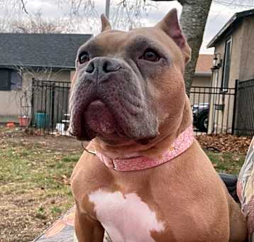 Photo of Honey