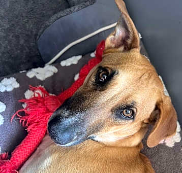 Photo of Rhubarb