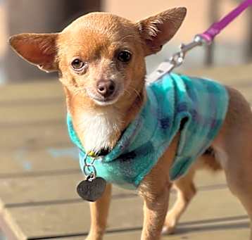 Photo of Dottie