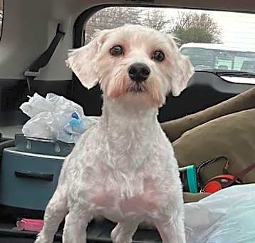 Photo of Tuxedo