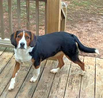 Photo of Sadie