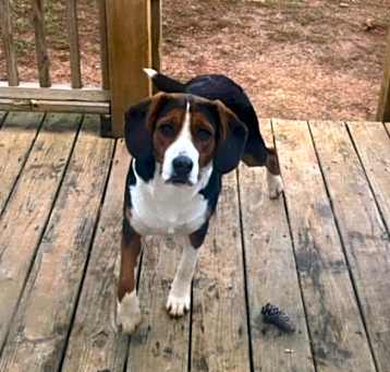 Photo of Sadie