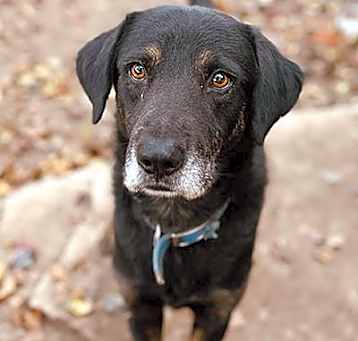 Photo of Piper