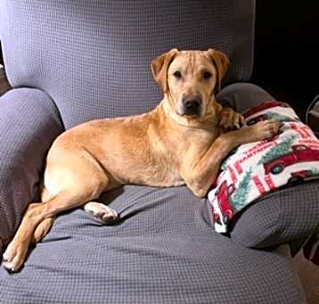 Photo of Remi