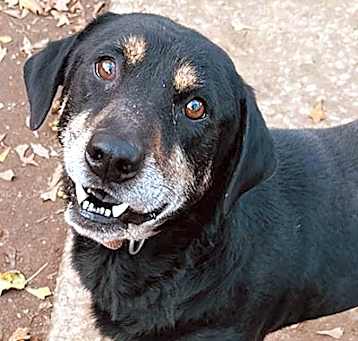 Photo of Rennie